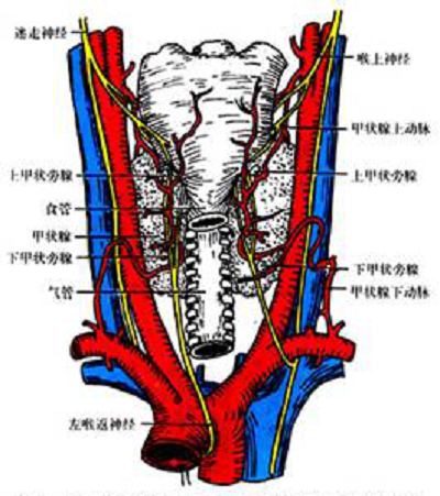 甲状腺后面观