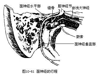 张智风细心地将鼓索神经往前游离,同时避开面神经,这样一来面神经