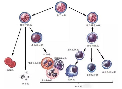 血液科专家带您了解造血干细胞移植